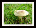 Sample of framed