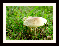 Sample of framed